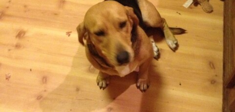 Bassett Mix Needs A Good Home